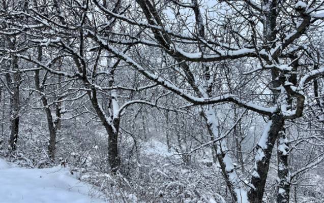 Bu bölgələrə qar yağır - FAKTİKİ HAVA (YENİƏNİB)