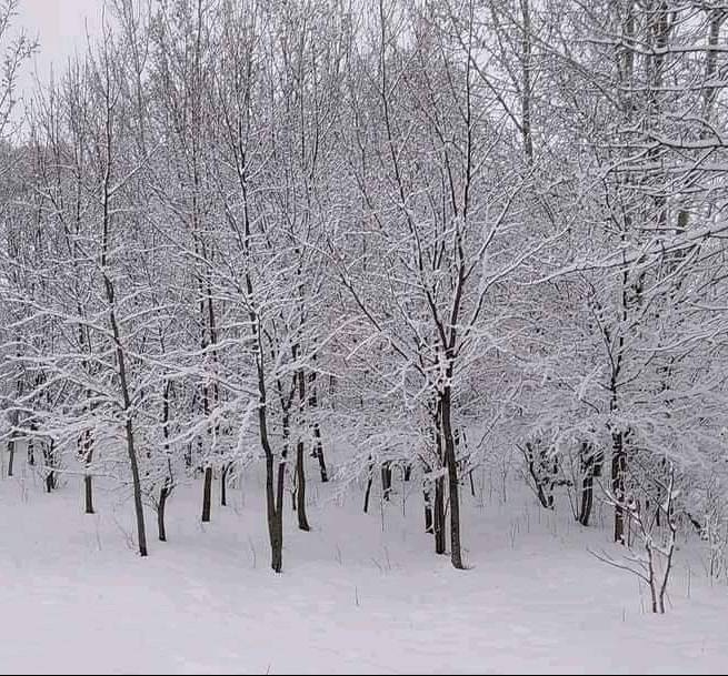 Qarlı hava meşə əkinlərinə müsbət təsir göstərdi