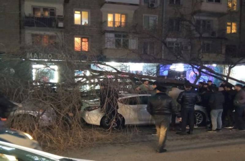 Bakıda ağac avtomobillərin üzərinə aşdı - FOTO/VİDEO