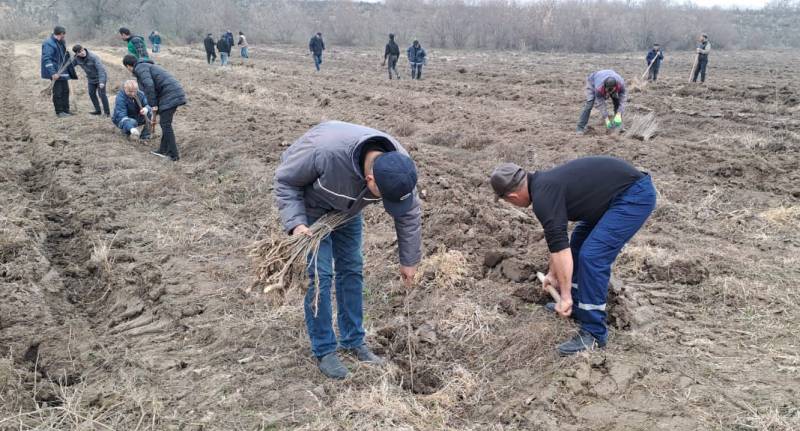Bu gün meşə fondu torpaqlarında 8000-dən çox ağac əkildi - FOTO