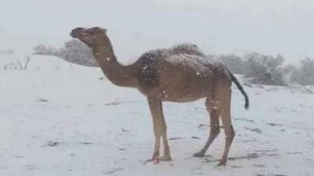 Əlcəzair səhralarına 11 il sonra qar yağdı - FOTOLAR