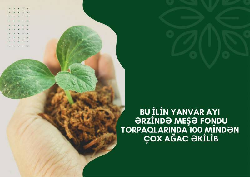 Bu ilin ötən dövrü ərzində meşə fondu torpaqlarında 100 mindən çox ağac əkilib