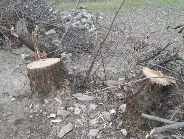 Ağacların qanunsuz kəsildiyi müəyyən edildi - FOTOLAR