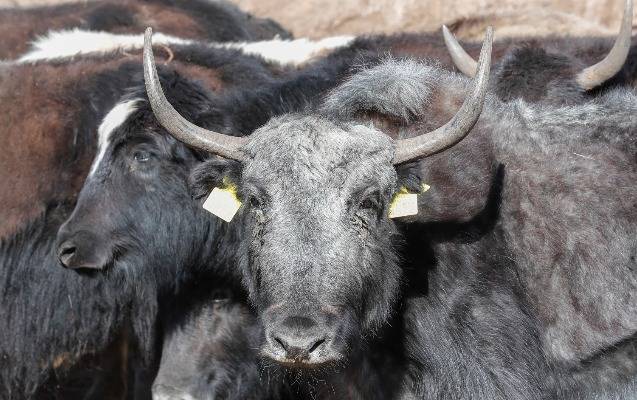 Laçına gətirilmiş yak sürüsünün yerli şəraitə adaptasiya prosesi davam edir