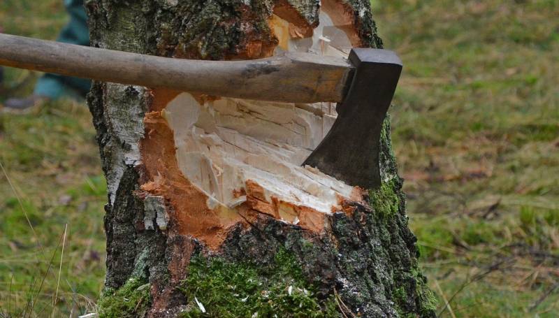 Ağac kəsməyə görə cəzalar ağırlaşdırılır