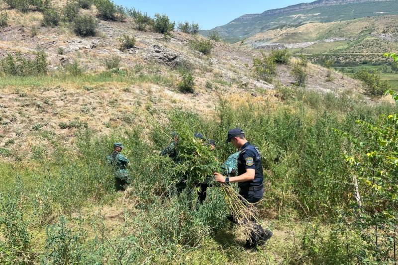 Zəngilanda 3 tondan çox çətənə bitkisi məhv edildi