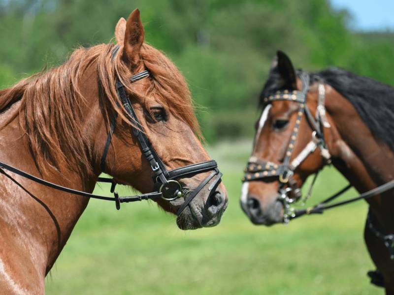 Ağdaşda at oğruları saxlanıldı - FOTO