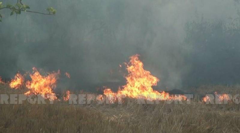 Masallıda taxıl sahəsi qəsdən yandırıldı - VİDEO