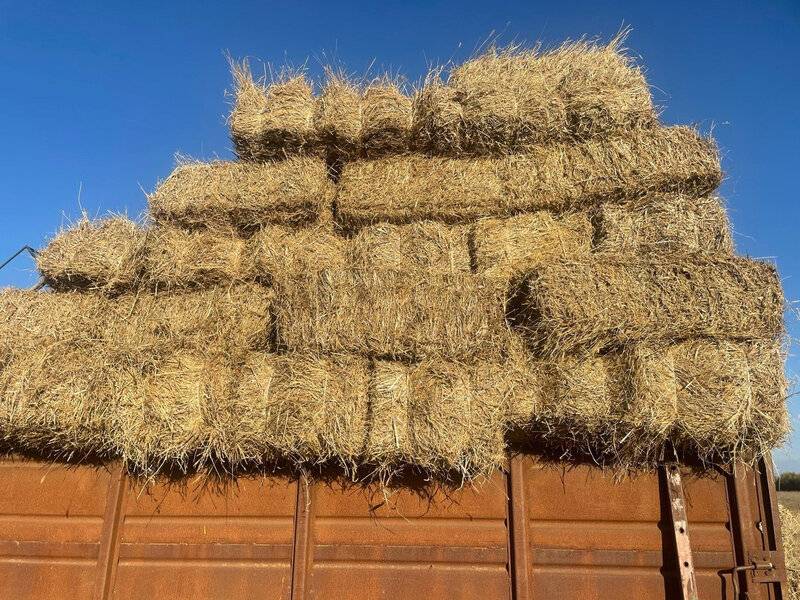 Ot bağlaması üstündə dava: Xəsarət alanlar var