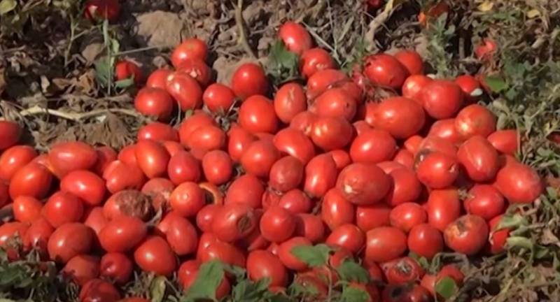 Bölgələrdə pomidorun qiyməti kəskin ucuzlaşdı - VİDEO