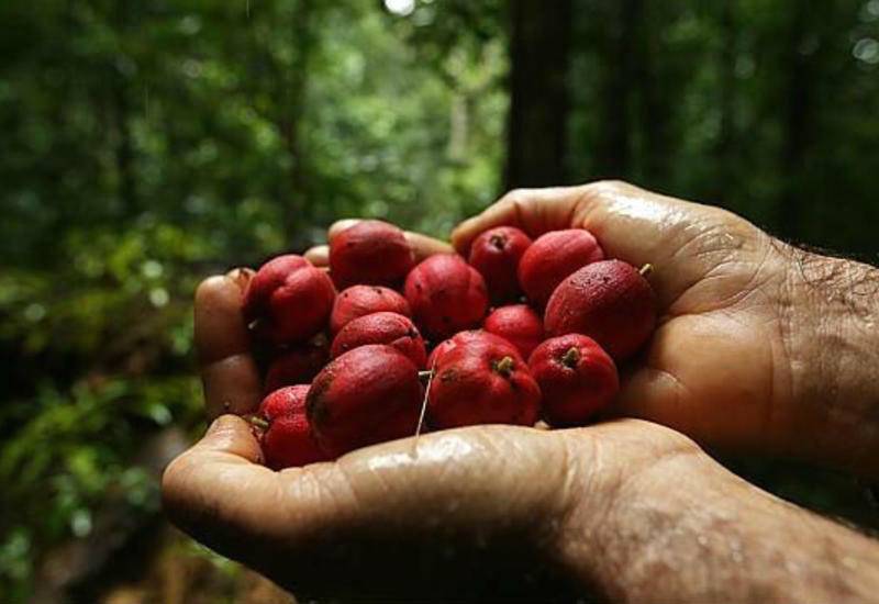 Bu meyvə xərçəngi kökündən BALTALAYIR - 24 saata...