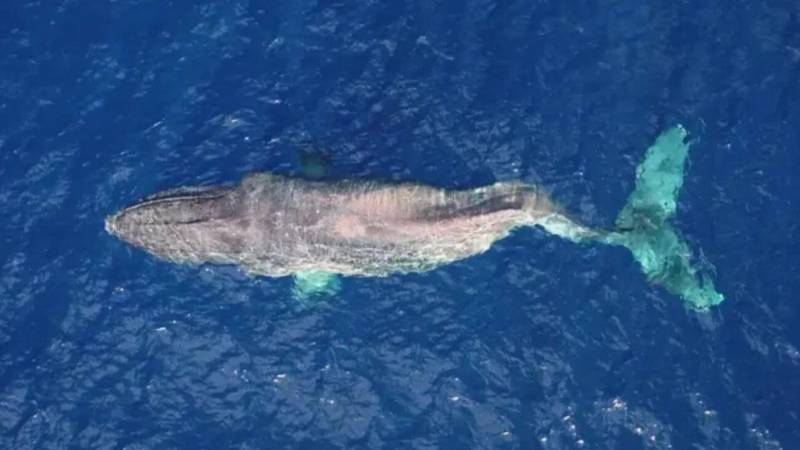 Türkiyə sahillərində nəhəng balina görüldü - VİDEO