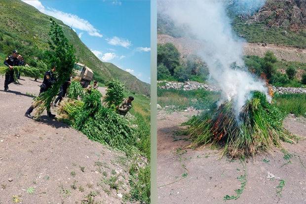 Laçında 2 tondan artıq çətənə bitkisi yandırılaraq məhv edildi