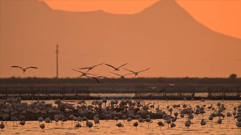 Gediz deltasında minlərlə flaminqo yumurtadan çıxdı