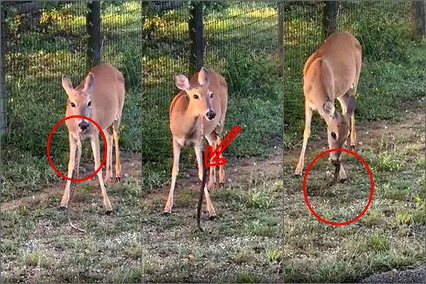 İlanı iştaha ilə yeyən maralın görüntüsü hər kəsi heyrətləndirdi - VİDEO