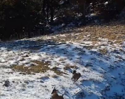 Dağ keçilərini ovlayan vaşaqın görüntüləri - VİDEO