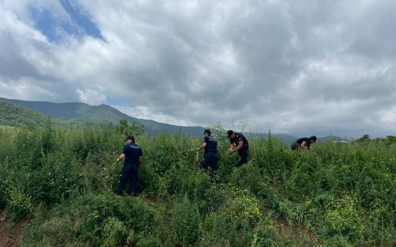 Xocavənddə 1,5 ton narkotik tərkibli bitki aşkarlandı - FOTO