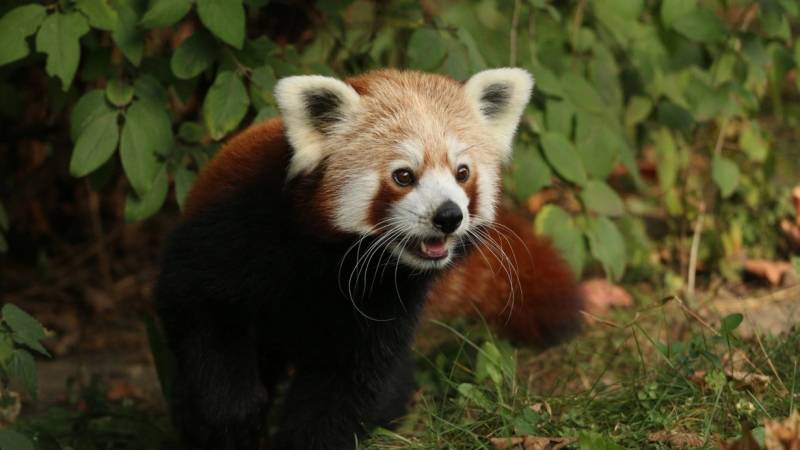 Görün panda qəfəsdən niyə qaçdı 