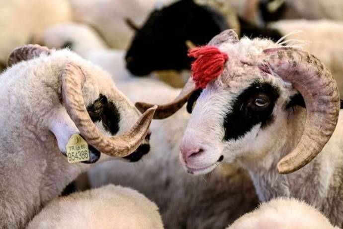 \"Krediti və borcu olanlar qurban kəsə bilməz\" - AÇIQLAMA