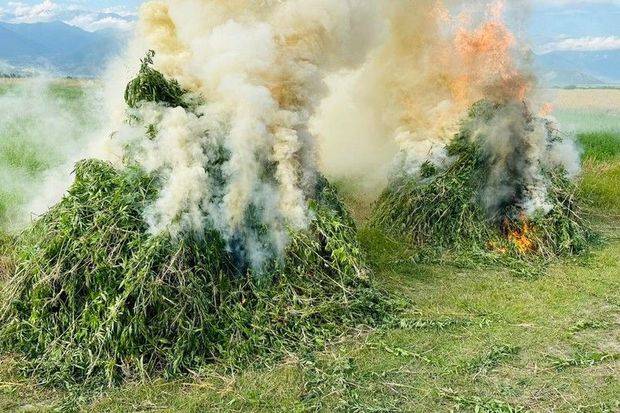 Şəkidə 12 ton narkotik tərkibli bitki məhv edilib - VİDEO