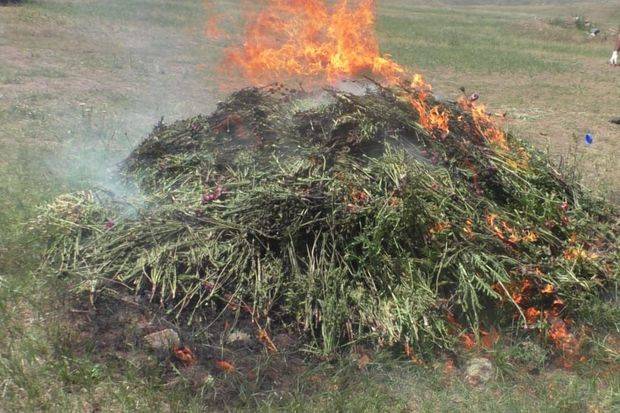 Yardımlıda 1,5 tondan artıq xaşxaş kolu məhv edildi - FOTO