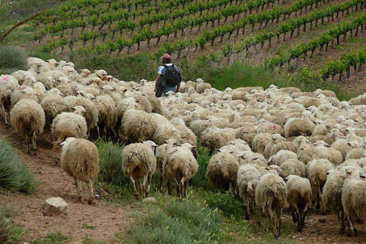 Qoyun otarmağa gedən 18 yaşlı oğlan yoxa çıxdı