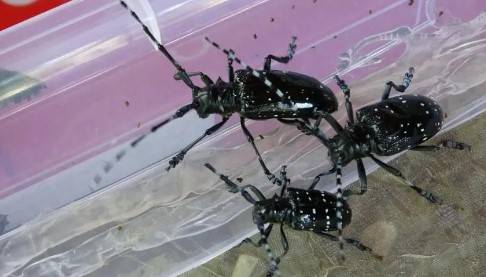 Bu böcək 180 bitki növünə zərər verir