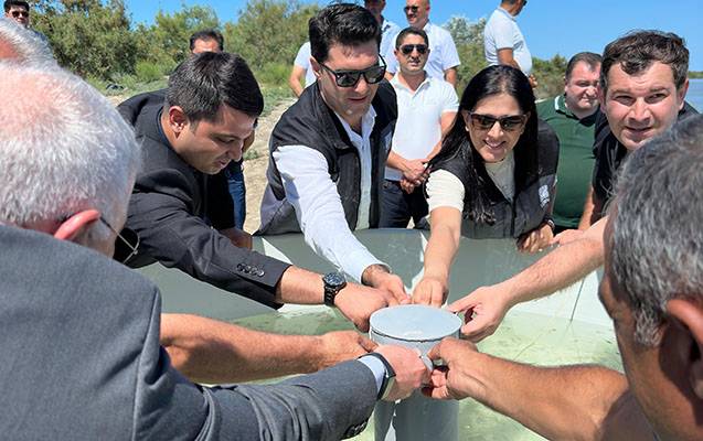 Kür çayına növbəti dəfə balıq körpələri buraxıldı - FOTOLAR