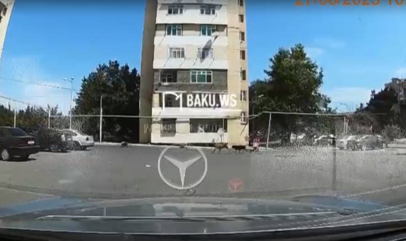 Bakıda sahibsiz itlər azyaşlıya belə hücum etdilər - ANBAAN VİDEO