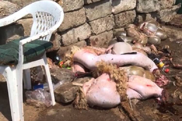 Ət kəsimi məntəqələrində antisanitar vəziyyət - Nəzarət yoxdur? (VİDEO)
