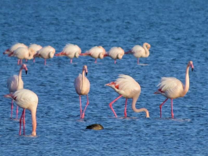 Bu gün  Ümumdünya Vəhşi Təbiət Günüdür