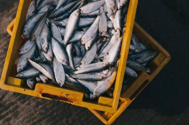 Qanunsuz balıq ovu ilə məşğul olan şəxs saxlanıldı - FOTO