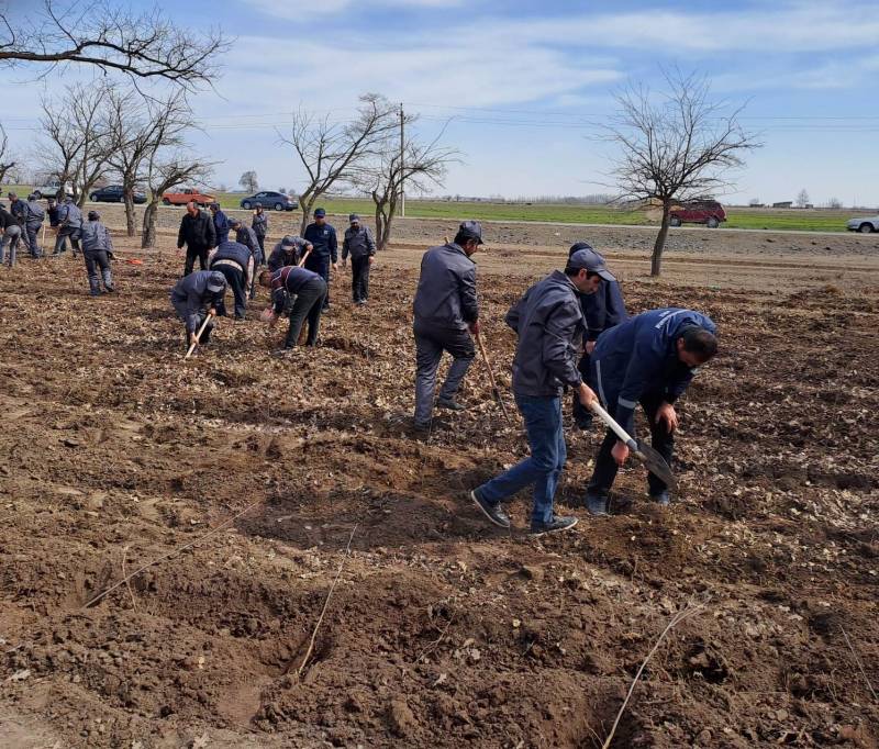 Bu gün meşə fondu torpaqlarında 35 mindən çox ağac əkilib - FOTO