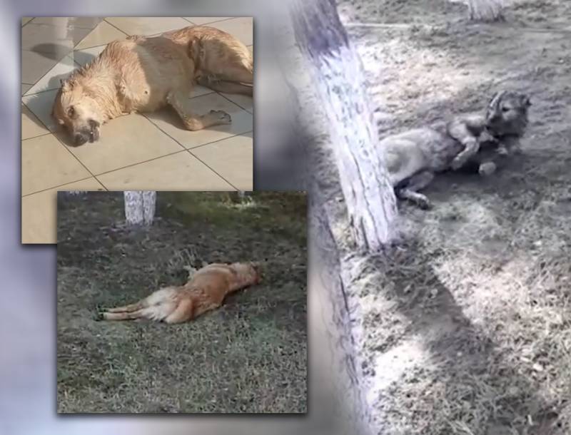 Azərbaycanda küçə itlərini kütləvi zəhərlədilər - İDDİA (VİDEO)