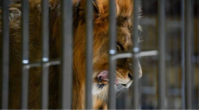 Aslanın hücumuna məruz qalan uşaq öldü - Zooparkda dəhşət