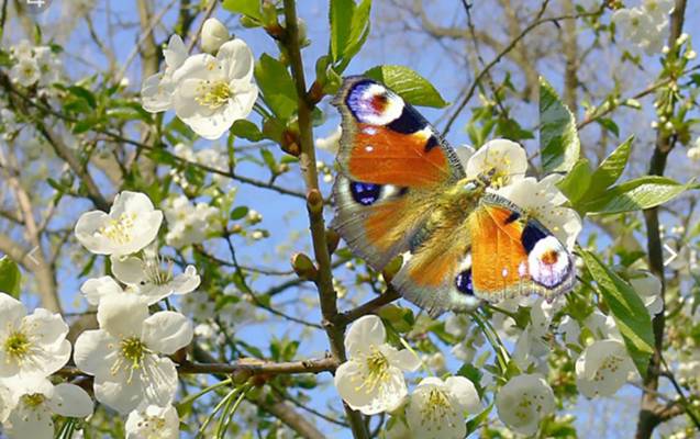 Sabahın havası açıqlandı
