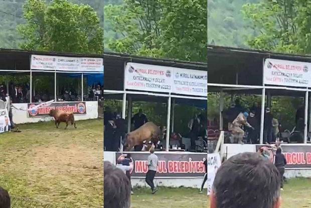 Öküz döyüşlərində qorxulu anlar!: Qəzəbli buğa tribunaya hücum etdi - VİDEO