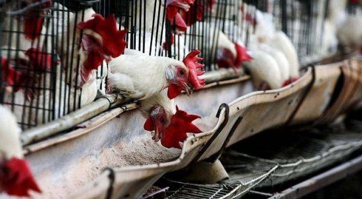 Azərbaycana bu ölkələrdən quş əti gətirilməsinə məhdudiyyət qoyuldu