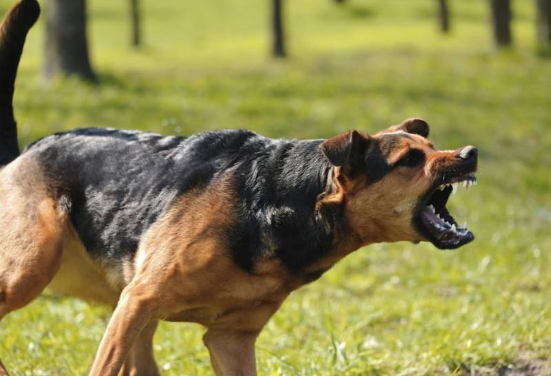 Quduz it küçədə 5 nəfəri DİŞLƏDİ