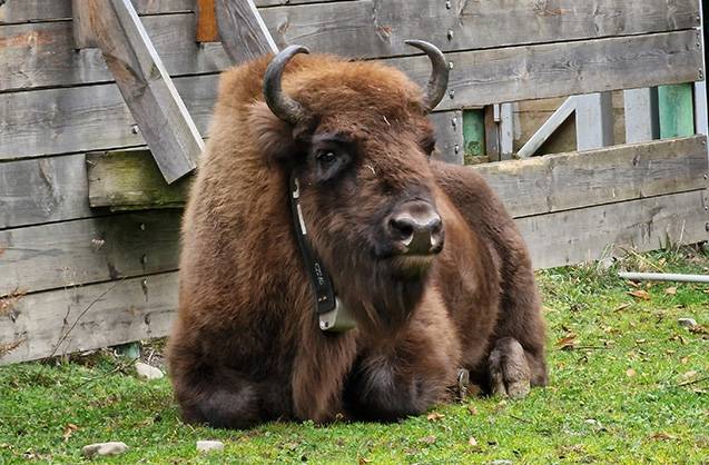 Azərbaycana daha 10 zubr gətirildi - FOTOLAR
