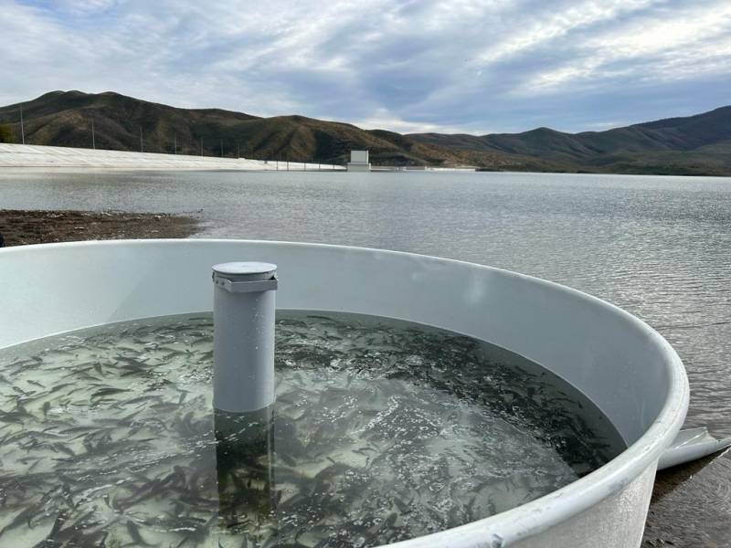 Xaçınçay su anbarına balıq körpələri buraxıldı - FOTOLAR