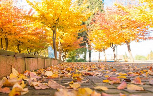 Sabahın hava proqnozu açıqlandı