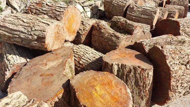 Lerikdə qanunsuz əldə edilmiş meşə materialı aşkarlandı - FOTO