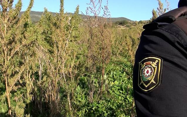 Şuşada 5 ha narkotik plantasiyası aşkarlandı - Video