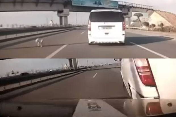 Sürücü yola çıxan iti və qarşıdakı avtomobili vurdu - ANBAAN VİDEO