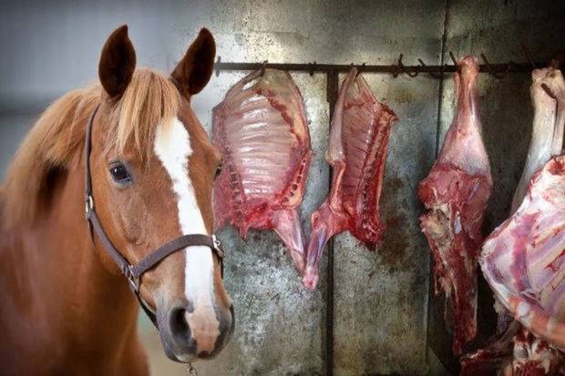 Qidaya yararsız 105 kq at ətini mal əti kimi satmaq istəyən şəxs saxlanıldı - FOTO