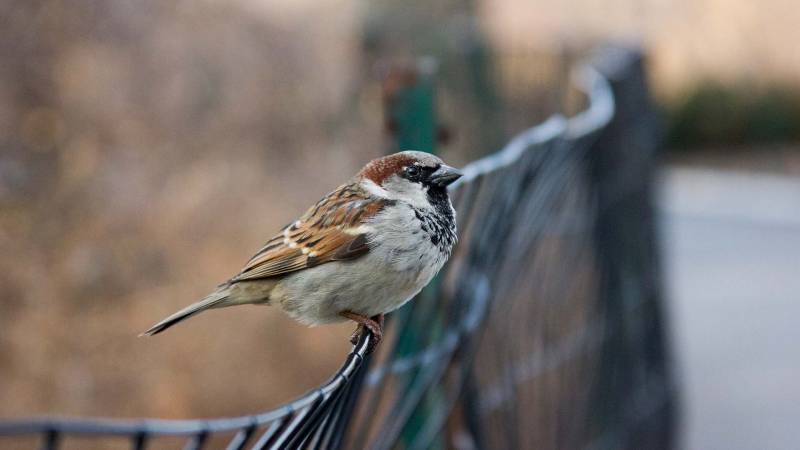 Bakıda sərçələr niyə azalıb? 
