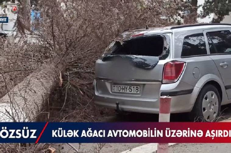 Sumqayıtda güclü külək: Ağac maşının üstünə aşdı - VİDEO