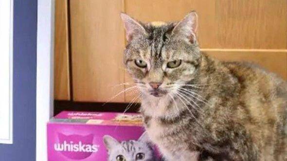 Bu pişik dünya rekordu qırdı - FOTO
