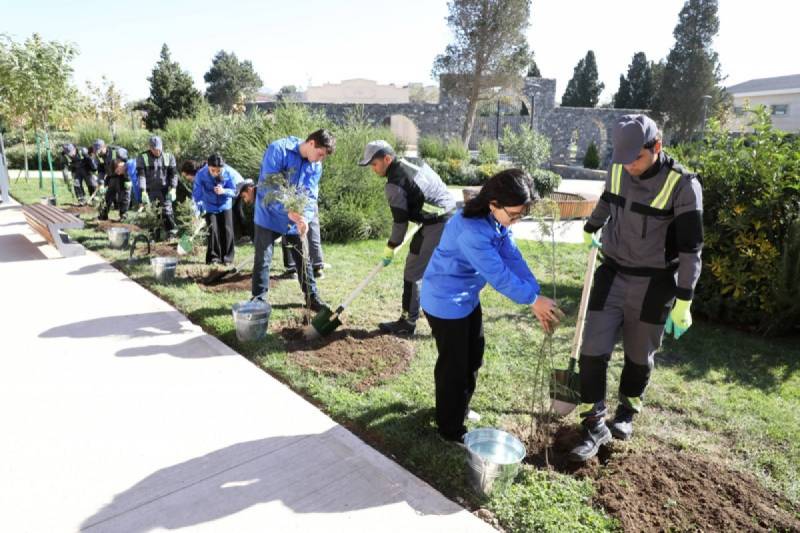 Bakıda ağacəkmə aksiyası keçirildi